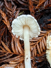 Lepiota castaneidisca