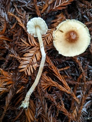 Lepiota castaneidisca