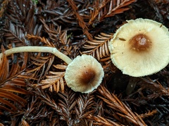 Lepiota castaneidisca