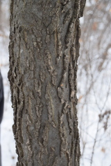 Celtis occidentalis