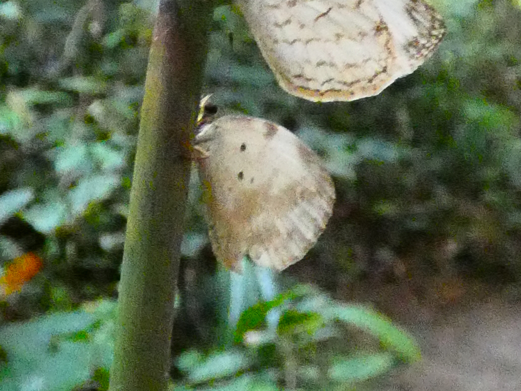 Larinopoda tera