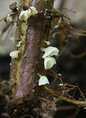 Calyptella capula
