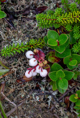 Gaultheria pyroloides