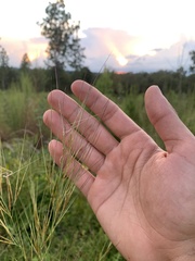 Aristida tuberculosa