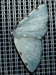 Lomographa bimaculata