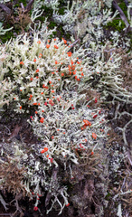 Cladonia vulcani