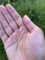 Aristida tuberculosa