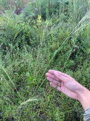 Aristida tuberculosa