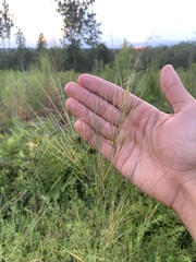 Aristida tuberculosa
