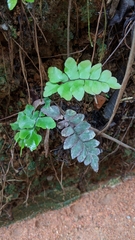 Adiantum petiolatum