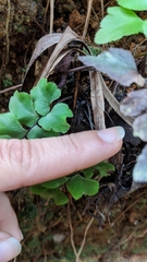 Adiantum petiolatum