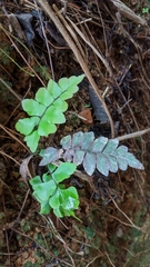 Adiantum petiolatum