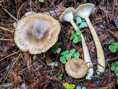 Ampulloclitocybe avellaneialba