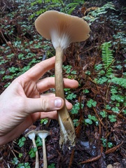 Ampulloclitocybe avellaneialba