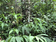 Cephalantheropsis obcordata