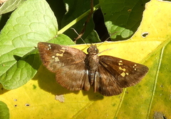 Quadrus cerialis