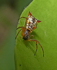 Micrathena fissispina