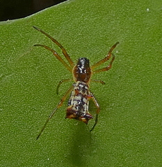 Micrathena fissispina
