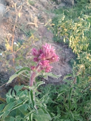 Campuloclinium macrocephalum