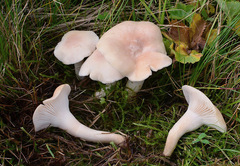 Cuphophyllus pratensis pallidus