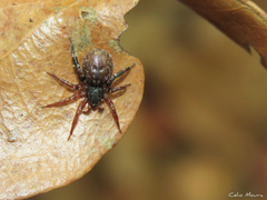 Trachelidae