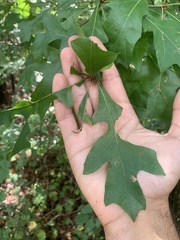 Quercus georgiana