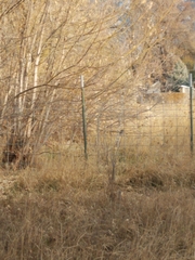 Poecile atricapillus