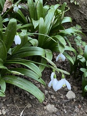 Galanthus woronowii