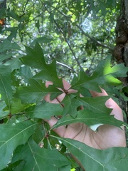 Quercus georgiana