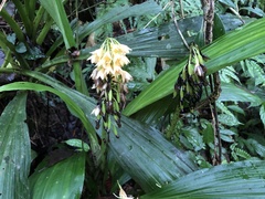 Calanthe formosana