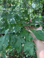 Quercus georgiana