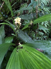Calanthe formosana