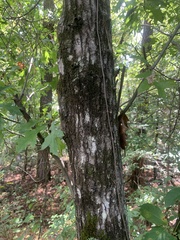 Quercus georgiana