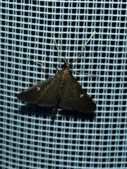 Dolicharthria punctalis