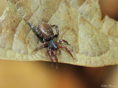Trachelidae