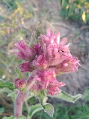 Campuloclinium macrocephalum