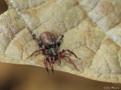 Trachelidae