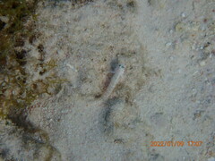 Gnatholepis thompsoni