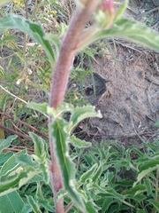 Campuloclinium macrocephalum