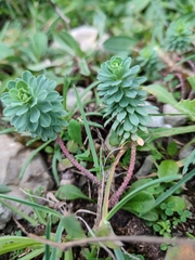 Euphorbia portlandica