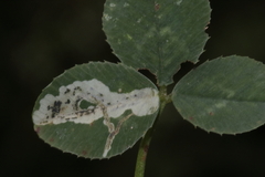 Liriomyza fricki