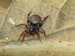 Trachelidae