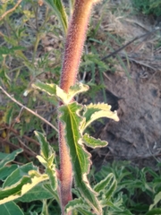 Campuloclinium macrocephalum