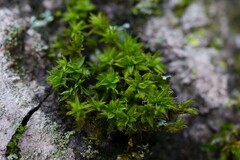 Syntrichia papillosa