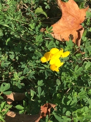 Lotus corniculatus