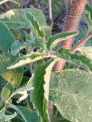 Campuloclinium macrocephalum