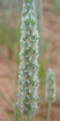 Plantago patagonica