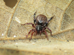 Trachelidae
