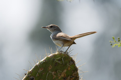 Asthenes dorbignyi usheri