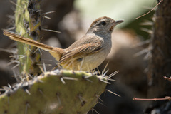 Asthenes dorbignyi usheri